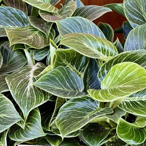 Filodendrón (Philodendron) ´BIRKIN´ - výška 15-20 cm, kont. C1L